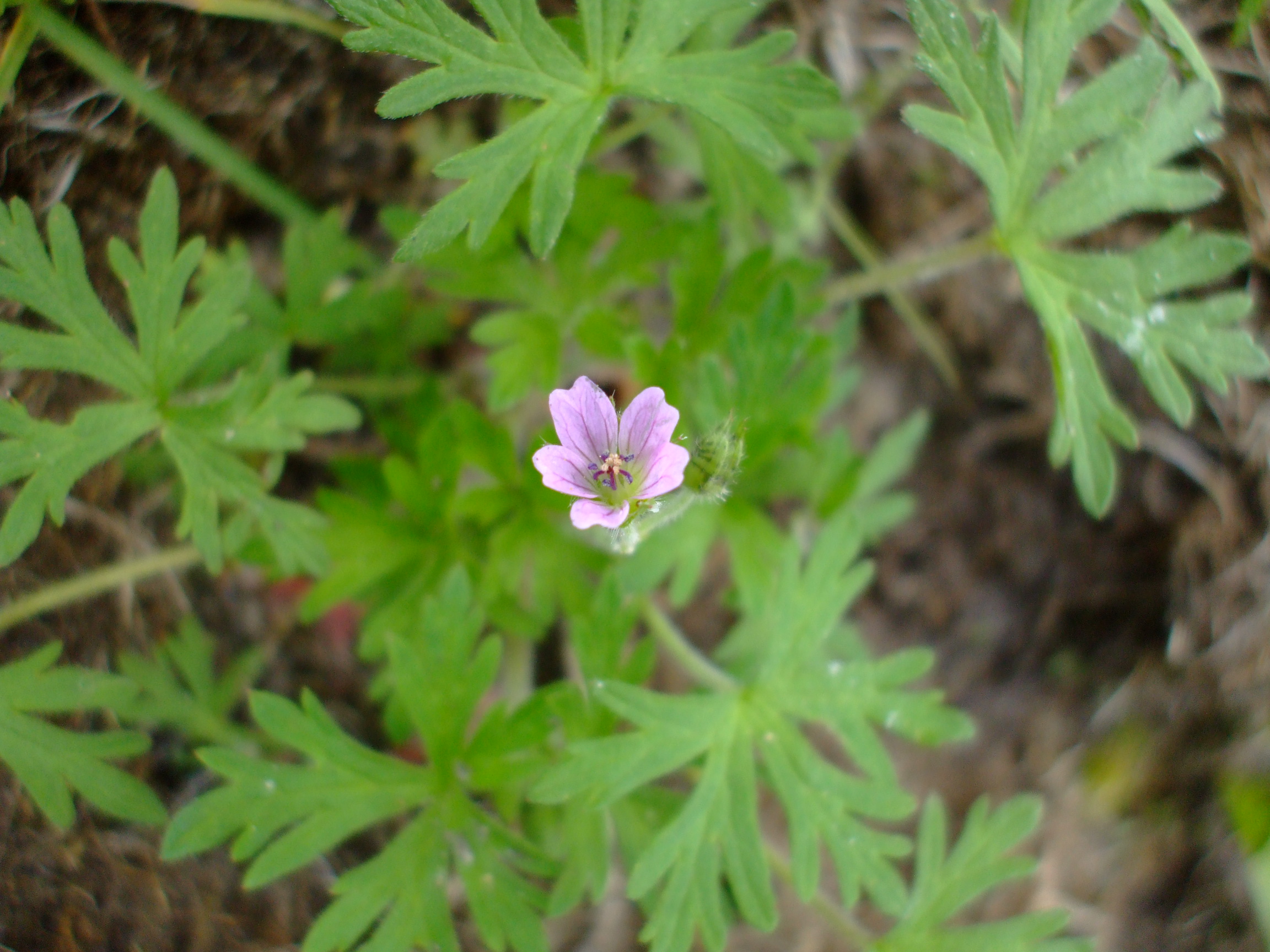 Geranium bicknellii